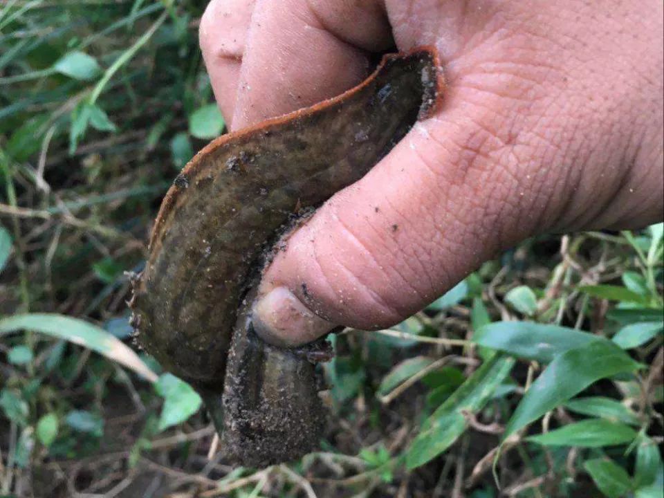  「泥鳅」农村一种体型像刀的鱼，市面上70元1斤，为何没人敢养？