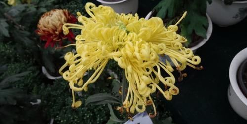「养盆」喜欢菊花,不如养盆“珍品名菊”金凤还巢,似金凤飞舞,灵动美丽