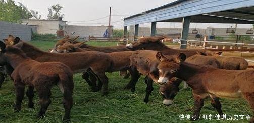 驴肉五千，驴皮三千，为什么农民宁愿打工也不养驴原因很简单