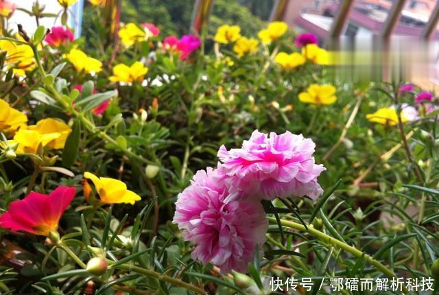  爆花@太阳花徒长成韭菜就是不开花？赶快砍头留桩扦插，爆花就是上百盆