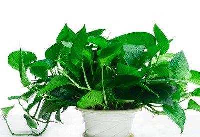  喜欢■喜欢在家中养护花卉，就养护3种花卉，花色艳丽，欣赏价值高的花
