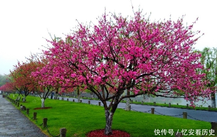 『诱鱼』有效钓鲫鱼的3个办法,做窝补窝和调钓,和应对技巧