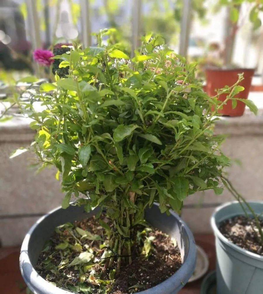  蓝雪■这花春天长最快，俩月爬满一面墙，从3月开到11月！
