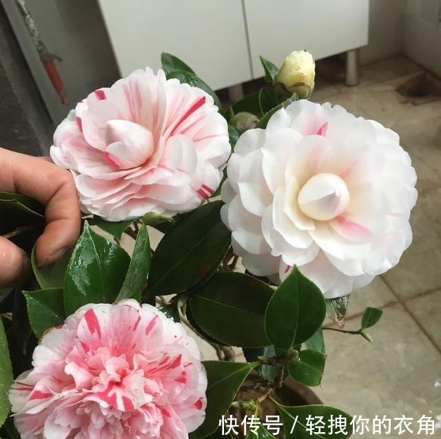  不失：这种花是世界著名的花，多色的花，美丽的，牡丹不失，容易保养，栽培很有价值
