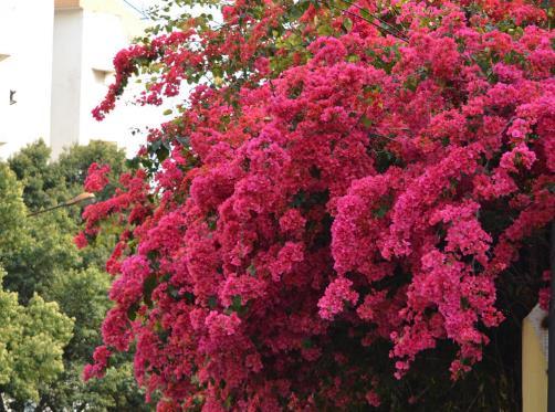  轻松■4种花是夏日“开花机器”，管理得当轻松爆盆，“霸占”整个阳台