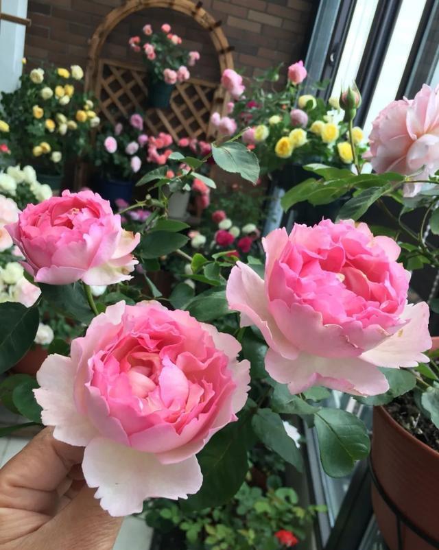  #图片作者#有一颗爱花的心，就算只有个封闭小阳台，也能养出一片花海！