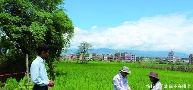 中国的杂交水稻，把尼泊尔的农民吓了一跳！
