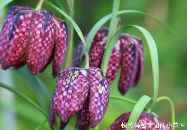  『奇异』这些百合科的植物，真的很少见，种上几盆，美丽而奇异