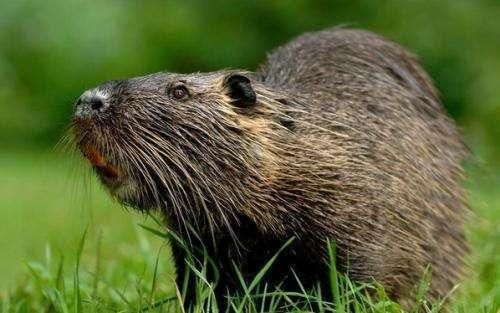 辟谣：揭露网传黑龙江30斤大老鼠的真相，其实是