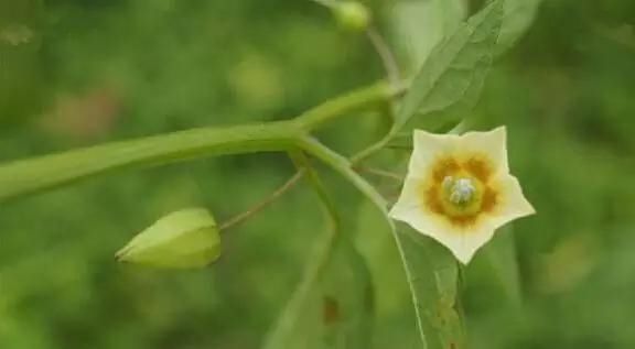  「别称」30种 ·野草的美，你认识几个？