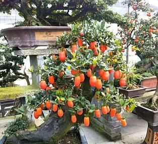  『寓意』2种“高档树”，客厅养一盆，寓意好、品味高，关键特养人、省心