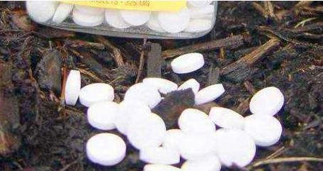  药片■养花就用这“3种”药片，烂根、黄叶都不怕，养啥花都能“旺”！