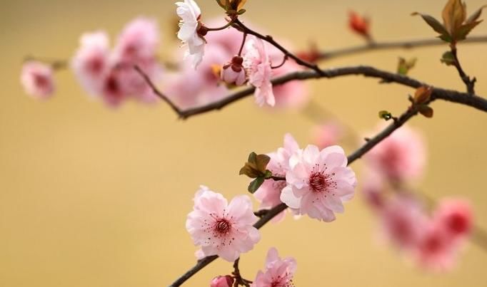  【红叶李】这6种植物，一到春天满树繁花，路过花瓣都能落头上！