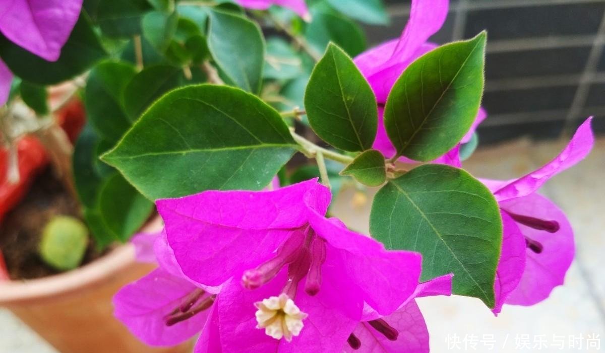 工作■我每年春天,在三角梅苏醒之时,都会重复同样的工作