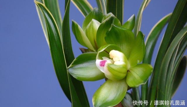  「椭圆球形」矮种兰花有什么特征