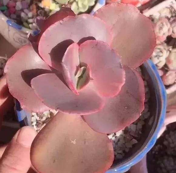  『植物』多肉植物：初吻（大叶秀妍）怎么养？