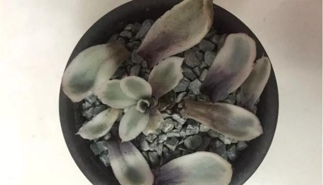  「图片作者」黑腐病，多肉界的癌症，早期可治疗，中期得截肢，晚期说拜拜