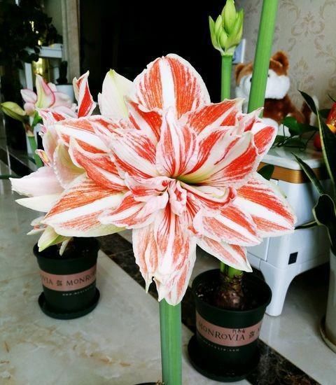  [低温处理]朱顶红想要长得快，施肥只需要“1种”，球根大叶片多，年年开花