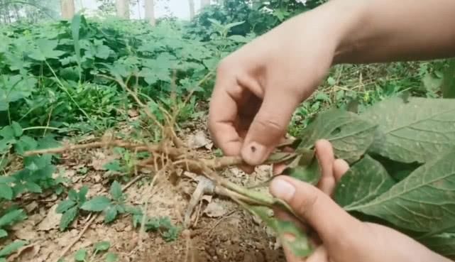 农村山坡上一种草药，以前常被当野草除掉，如今农民却大面积种植