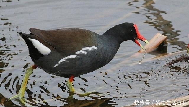  [飞禽]这种野生飞禽，肉质鲜嫩，价格高达120元一只，人工养殖前