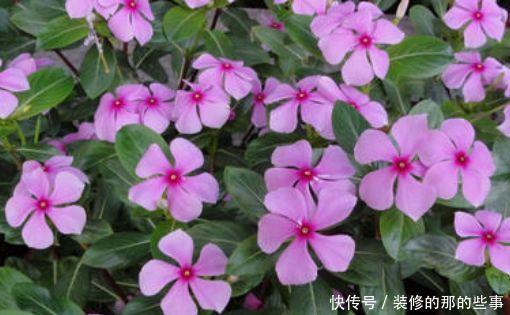  绣球@“5款花”一年花开不断，花开艳丽夺目，花朵似绣球，一眼就爱上