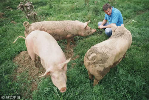  「育肥」从仔猪出生到育肥出栏，到底需要多少时间？看专家是如