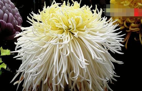  「开似」喜欢菊花，首选“珍稀名菊”长生乐，花开似舞者，花瓣白如玉！