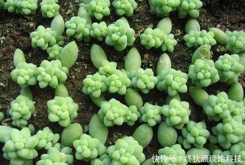  【长寿花】3月扦插正合适，4种花掐片叶子丢土里，1盆轻松变10盆