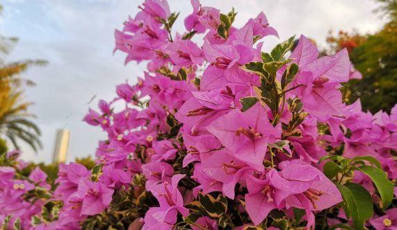 『识货』“识货人”都养4种花,打理简单、花朵漂亮,多养几盆“很值得”