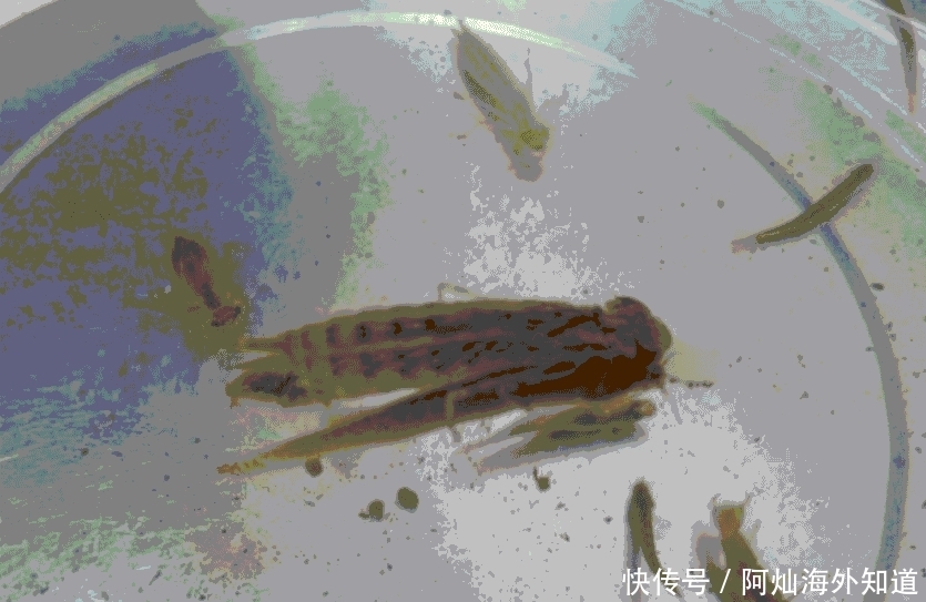 鱼塘边随处可见, 很多人都不认识它, 好多养殖户因它吃亏!