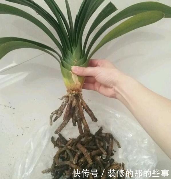 轻松|君子兰烂根怎么办?学会这种“操作”方法,轻松救活花开爆盆