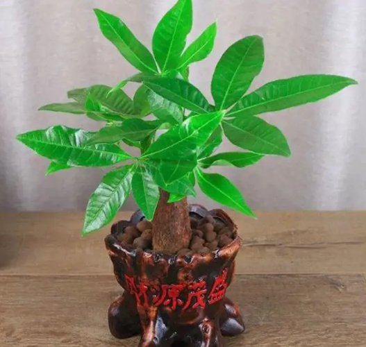  『没事』4种懒人绿植做好养，半月不管都没事！还能净化空气，太实用了