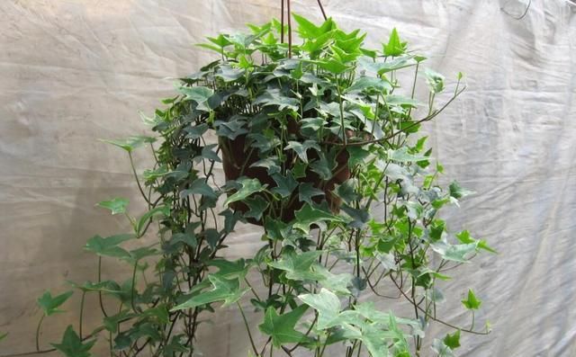  『株形优美』这几种植物悬挂起来养，真的是超级美！