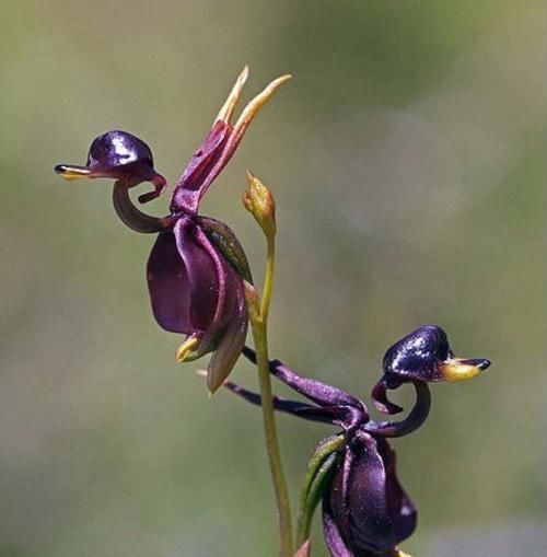  『飞翔』此花花型独特，花色艳丽，像在天空中飞翔的鸭子