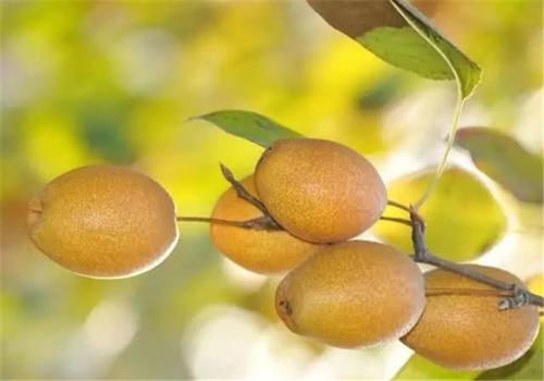 农村这个金珠果，人们叫它“沙梨王”，如今10元1斤，农民欢喜