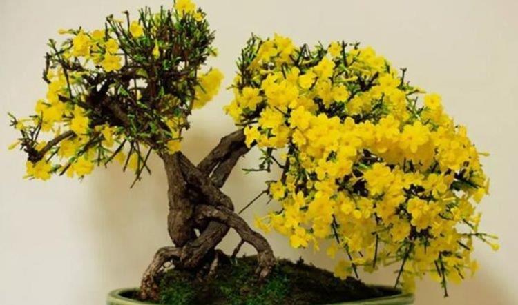  『扦插』最适合春天养的植物，花开一茬又一茬，开花多又漂亮！