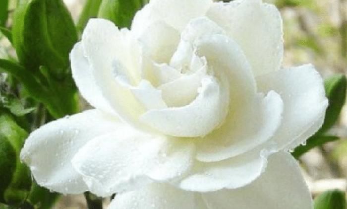  养殖栀子花■想把栀子花养好，要注意以下几点哦