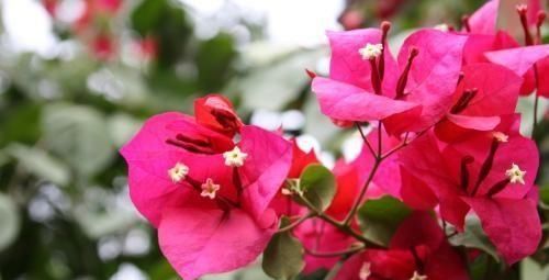  春天■要想三角梅开花？你要学会修剪，来年春天开爆盆