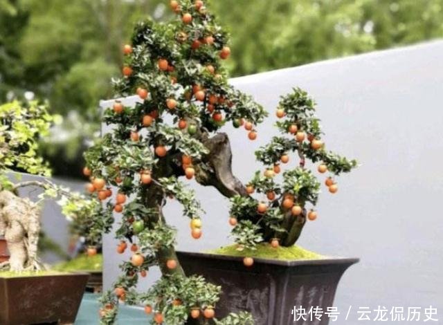  「值钱」可以摆阳台的“镇宅树”，1盆价值“1万”，养8年像盆景，值钱！