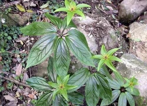  「观赏价值」山上游玩，多留意1种“野草”，价值高，1斤就卖“400元”，珍贵