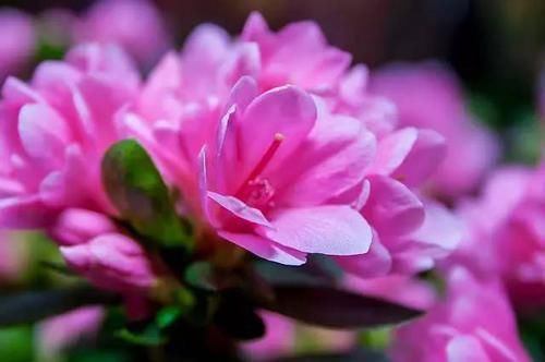 【毒性】13种最常见的有毒花儿，花友们都应当知道