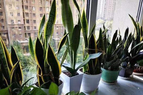 『虎皮』养殖虎皮兰如何管理省事实用?照顾到5点习性,一盆变多盆