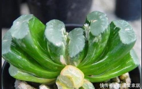 「家里」这几个养护技巧,让家里的芦荟叶片肥厚,别放在卫生间