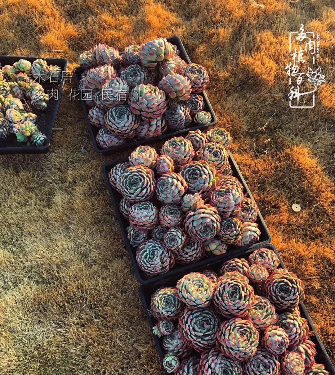  『植物』八种号称“养不死”的多肉,你养了几种?