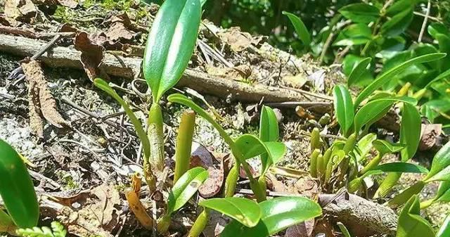  【植物】大山深处一种植物，叶子长在果实上，目前26元一斤，野生的太少