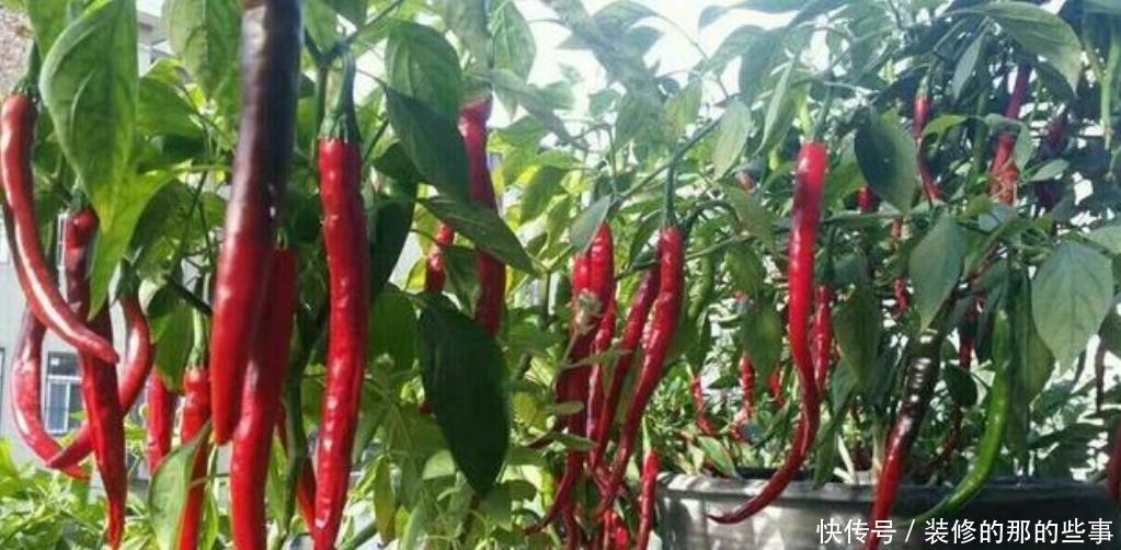 『适合』春天最适合阳台种植“4种菜”,结果快,收菜多,不用出门买菜!