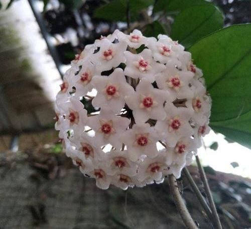  「球兰」球兰很怪异，必须用“小盆”种，藤蔓才能长，开花才能更多