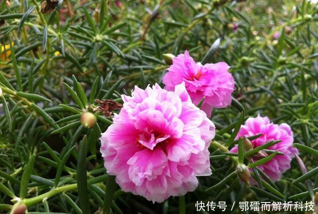 爆花@太阳花徒长成韭菜就是不开花?赶快砍头留桩扦插,爆花就是上百盆