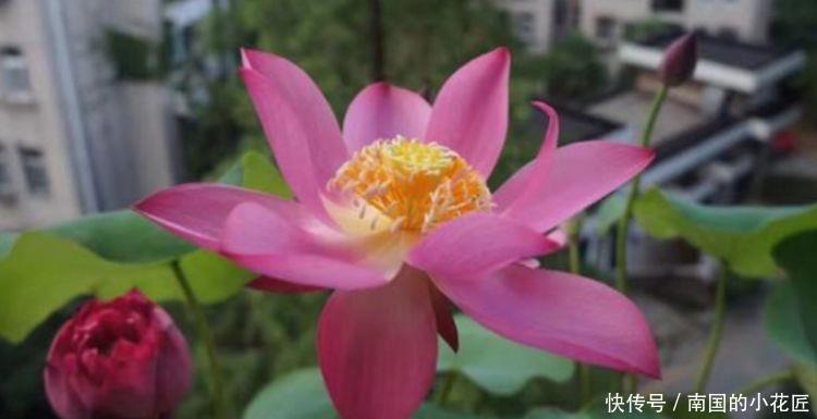 家里@这几款盆栽尤物,娇小不占地,寓意吉祥人人爱,养家里真适合