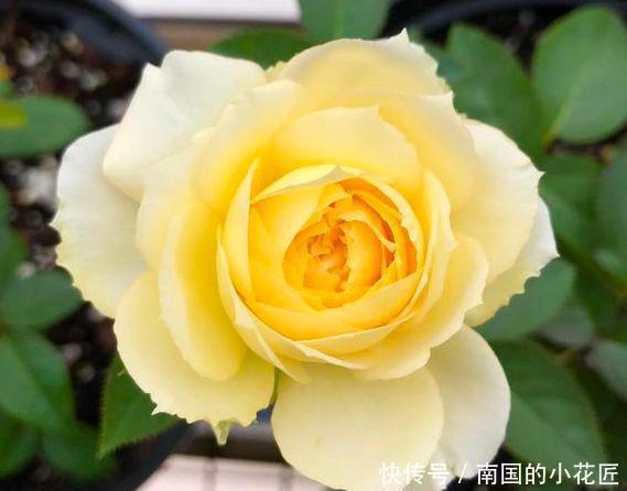 堪称@“高端玫瑰”假日公主,开花爆盆金闪闪,四季开花,堪称养花首选